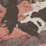 life of Archie & Riley - @archieandriley - Instagram