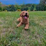 Archie Rivera - @archie.pup2022 - Instagram