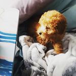 Archie Rivera - @archiepoo22 - Instagram