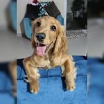 Archie Rivera 🐾 - @archie.rivera.cockerspaniel - Instagram