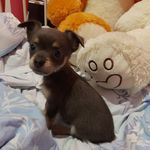 Archie - @archie_small_dog - Instagram