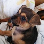 Archie - @archie_smallchihuahua - Instagram