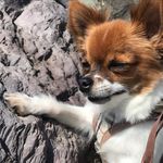 🐾ARCHIE🐾 - @smalldogarchie - Instagram