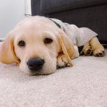 Archie Smalls - @the_archiesmalls - Instagram
