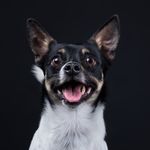 @archie_the_small - Instagram