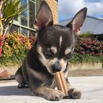 @archie_the_small_chihuahua - Instagram