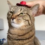 archie the small friend 🐈 - @archiethesmallfriend - Instagram