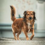 Archie the small one 🐶 - @archiethesmallone - Instagram