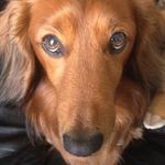 Archie Williams - @archie_small_dog_big_attitude - Instagram