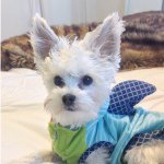 Archie Rue Warren - @archieruetheyorkie - Instagram