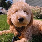 Archie Warren - @archiethedoodle16 - Instagram