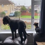 Archie and Wren - @archie_wren_chronicles - Instagram