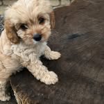 Archie-Wren - @justsomemoreinhumanhumans - Instagram