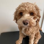 Archie Wren - @cavapoocuddles_ - Instagram