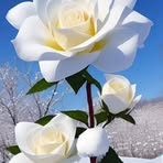 Arelis Perez - Facebook
