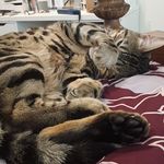 Ares Mitchell  Witz ❤😻 - @_ares_the_sassy_cat_ - Instagram