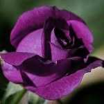 Aretha Johnson - @rerejohnson5 - Instagram