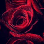Arfa Ahmed - Facebook