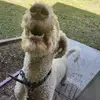 ari - @ari_cari - TikTok