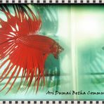 Ari Betta fish sales - Facebook