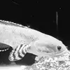 Ari fish - @arifish8 - TikTok