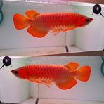 Ari Kurnia Arowana Farm Fish And Shrimp - Facebook