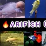 Arıfish üretim16 - @arifish_uretim16 - Instagram