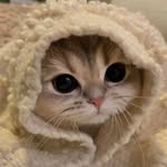 Ari korn - @meows403 - Instagram