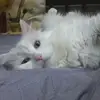 arikorn - @arikorn - TikTok
