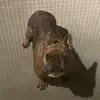 arimango1 - @arimango1 - TikTok