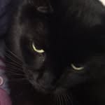 Ari Warner - @ari.the.hungry.kitty - Instagram