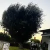 Aria Chen - @aria.chen8 - TikTok