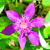 user2182160344250 - @ariane.thomas - TikTok