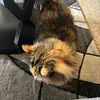Ariana Tyson - @ariana.tyson - TikTok