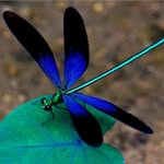 dragonfly - @ariannadragonfly - Instagram