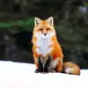Arianna Fox - @ariannafox0 - TikTok