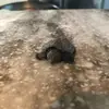 Aaric  - @aaric.brown - TikTok