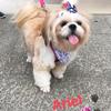 Ariel Borges - @itsarieltheshihtzu - TikTok