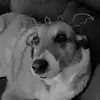 ARIEL CASEY - @leo_doggos - TikTok