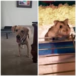 Ariel,Chester,Chelle - @williams_pets2 - Instagram
