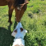 Ariel, Doe, and Delilah - @painted_critters_crew - Instagram