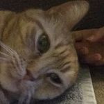 Ariel Greene - @ariel_the_cat22 - Instagram