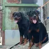 amantes canino ♥️😍♥️💘 - @arielheredia659 - TikTok
