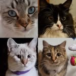 Ariel, Lilly, Ellie and Trixie 🐾 - @the_fourwhisketeers - Instagram