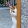ArielMancebo - @cassibydrp6 - TikTok