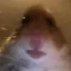 Ariel Pazos - @arielpazos0 - TikTok