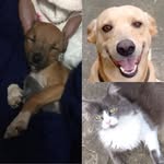 Ariel, Nina e Pepê - @ariel.nina.pepe - Instagram