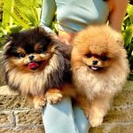 Ariel 🧜🏻‍♀️ Pepper 🐻 - @pepperandarielpom - Instagram
