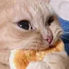Arielle perreault - @littlekitty244 - TikTok