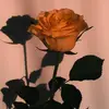 Ariel - @arielrampersad1 - TikTok